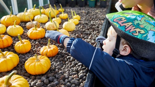 A toddler reaches out towards pumpkins arranged in neat rows on gravel on a wide shelf in a greenhouse